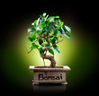 Photo: Bonsai isolated on Black background Bonsai isolated on Black background