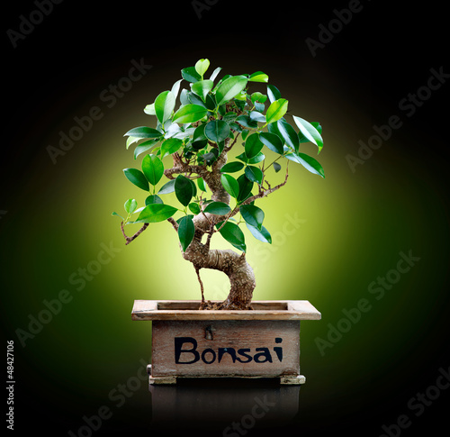 Photo: Bonsai isolated on Black background Bonsai isolated on Black background