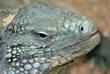 Photo: Grand Cayman Blue Iguana Grand Cayman Blue Iguana