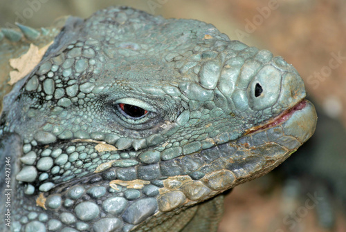 Photo: Grand Cayman Blue Iguana Grand Cayman Blue Iguana
