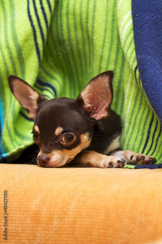 Photo: Chihuahua Chihuahua