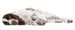 springer spaniel dog lying down sad