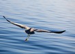 Heron's flight