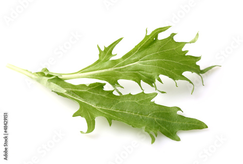Photo: Fresh leaves of arugula Fresh leaves of arugula