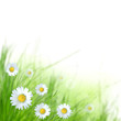 Photo: Beautiful floral background Beautiful floral background