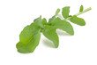 arugula