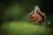 Foto: Red Squirrel Red Squirrel