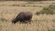 Thailand buffalo eating grass