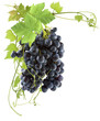 grappe de raisin rouge