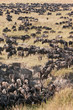 Maasai Mara wildebeests