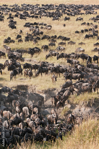Photo: Maasai Mara wildebeests Maasai Mara wildebeests