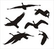swans