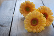 Gerberas