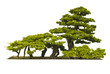 Bonsai plant on white background