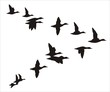 flock of ducks