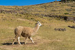 Peru-2234
