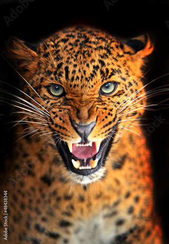 Photo: Leopard Leopard