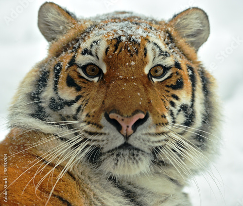 Photo: Tiger Tiger