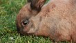 bunny