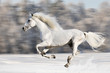 White horse runs gallop in winter, blur motion