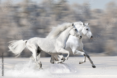 Photo: Two white horses in winter run gallop Two white horses in winter run gallop