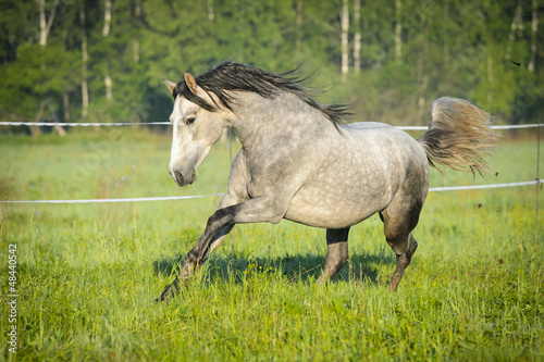 Photo: White Andalusian horse runs gallop in summer White Andalusian horse runs gallop in summer