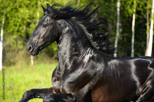 Photo: Black horse portrait with beautiful mane in motion Black horse portrait with beautiful mane in motion