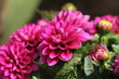 Dahlia is pink
