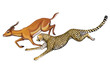 Cheetah vs Antelope
