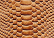 texture of a snakeskin