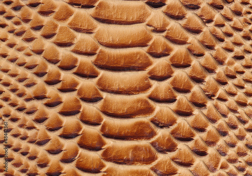 Photo: texture of a snakeskin texture of a snakeskin