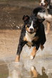 Appenzeller springt ins Wasser