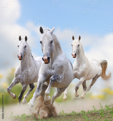 Photo: white horses in dust white horses in dust