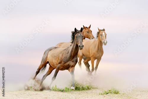 Photo: horses horses