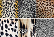 Animal pattern collage