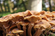 Group of mushrooms