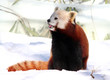 Red Panda enjoying Snow