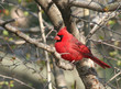 Red Cardinal Bird on the Tree