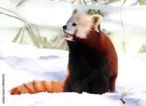 Photo: Red Panda enjoying Snow Red Panda enjoying Snow