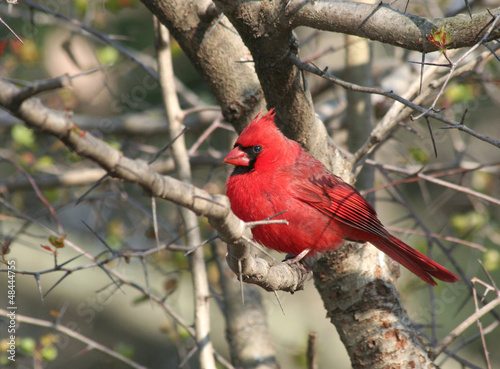 Photo: Red Cardinal Bird on the Tree Red Cardinal Bird on the Tree