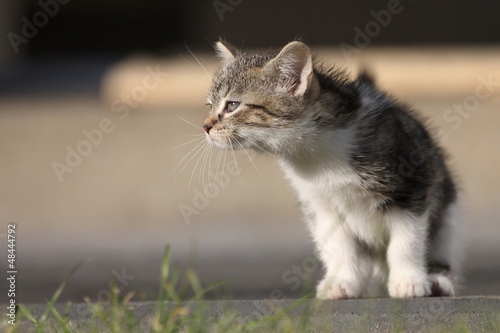 Photo: Katzenwelpe schnuppert Katzenwelpe schnuppert