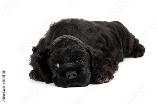 Photo: American Cocker spaniel puppy sleeping. Isolated on white. American Cocker spaniel puppy sleeping. Isolated on white.