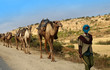 Photo: dromedari in Etiopia dromedari in Etiopia