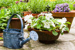 Stilleben im Garten, Still life in a garden