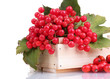 red berries of viburnum in wooden box and briar isolated