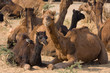 Camel at the Pushkar Fair, Rajasthan, India