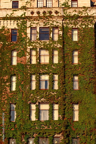 Photo: Windows of Hotel Covered in vines Windows of Hotel Covered in vines