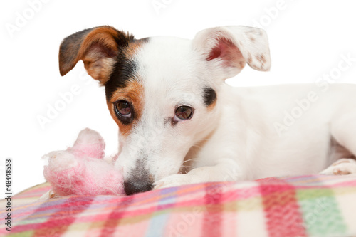 Photo: Sweet Jack Russell on the bed Sweet Jack Russell on the bed