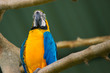 Blue, White and Yellow Macaw