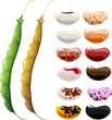 haricot bean